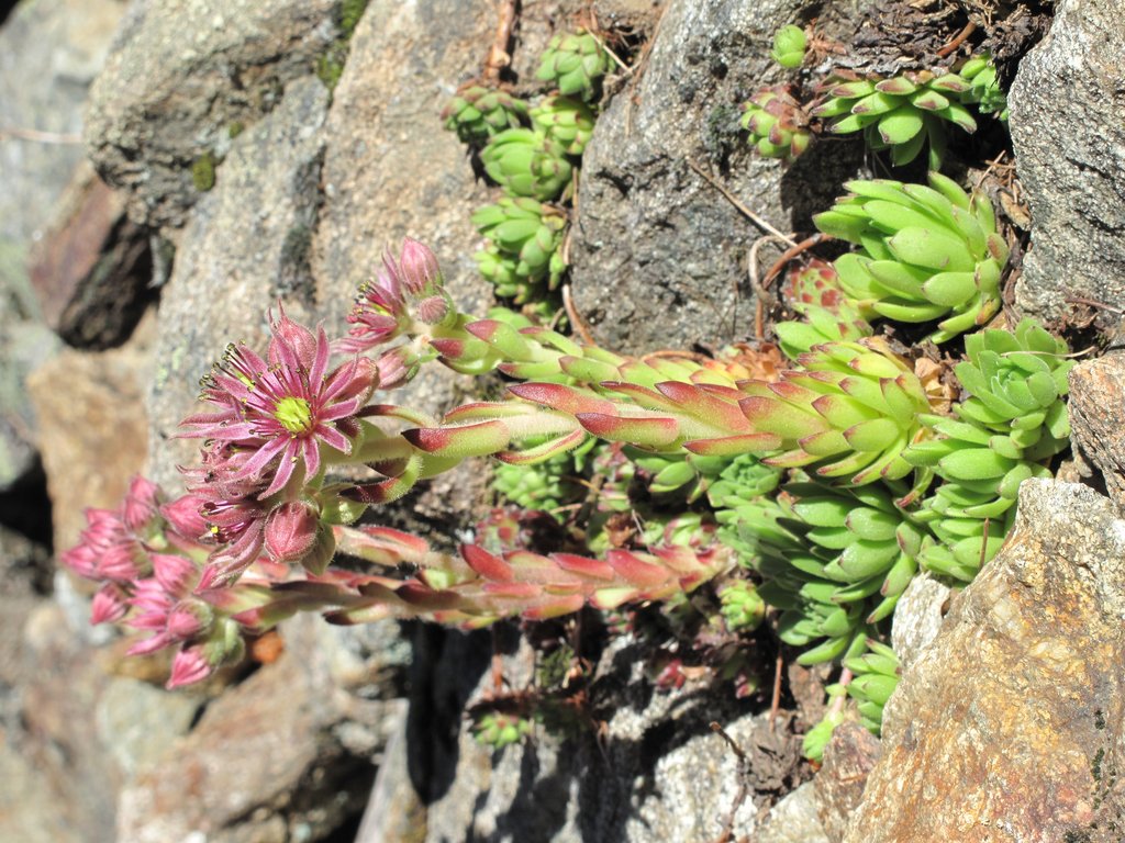 Sempervivum montanum